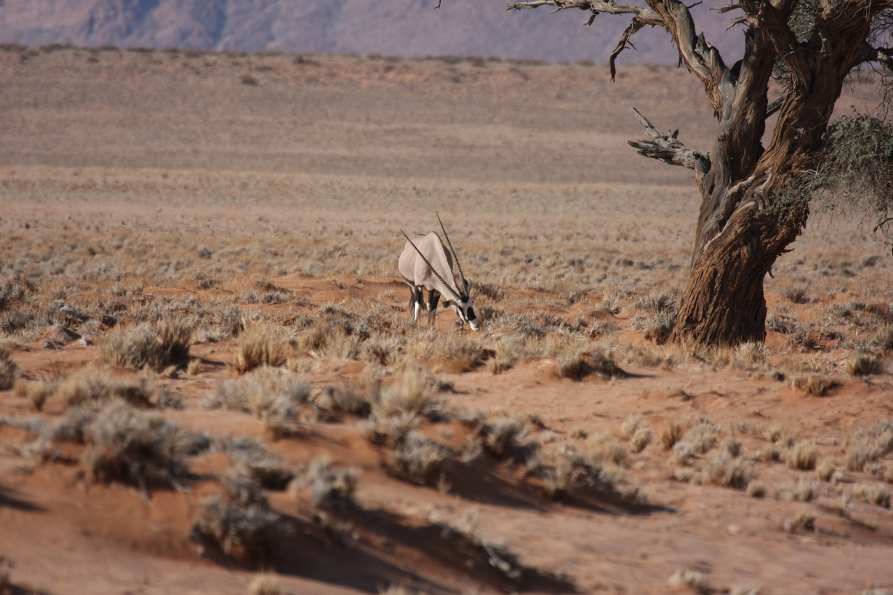 [15874] 2016_06_25_09_35_44_Africa_Canon_EOS_40D_IMG__09588.jpg