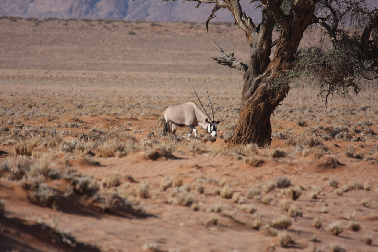 [15877] 2016_06_25_09_36_01_Africa_Canon_EOS_40D_IMG__09589.jpg