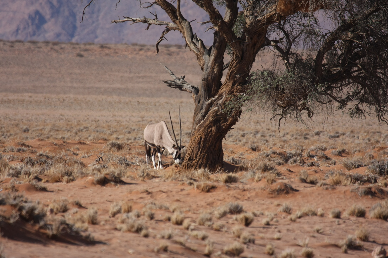 [15881] 2016_06_25_09_36_06_Africa_Canon_EOS_40D_IMG__02144.jpg