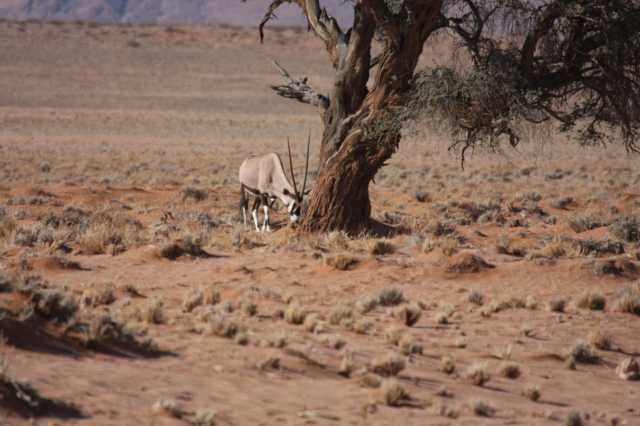 [15892] 2016_06_25_09_36_10_Africa_Canon_EOS_40D_IMG__09594.jpg