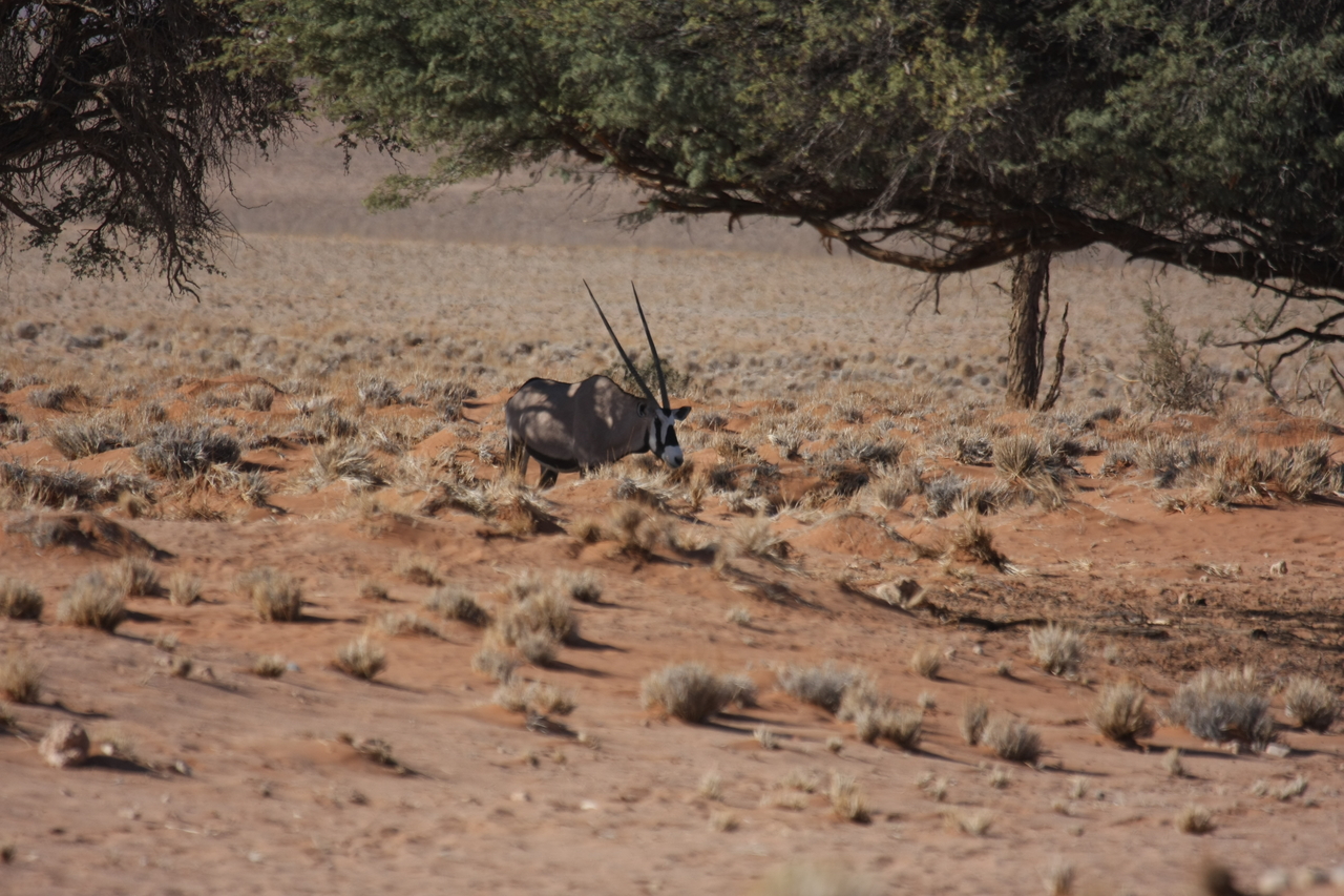 [15893] 2016_06_25_09_36_53_Africa_Canon_EOS_40D_IMG__00155.jpg