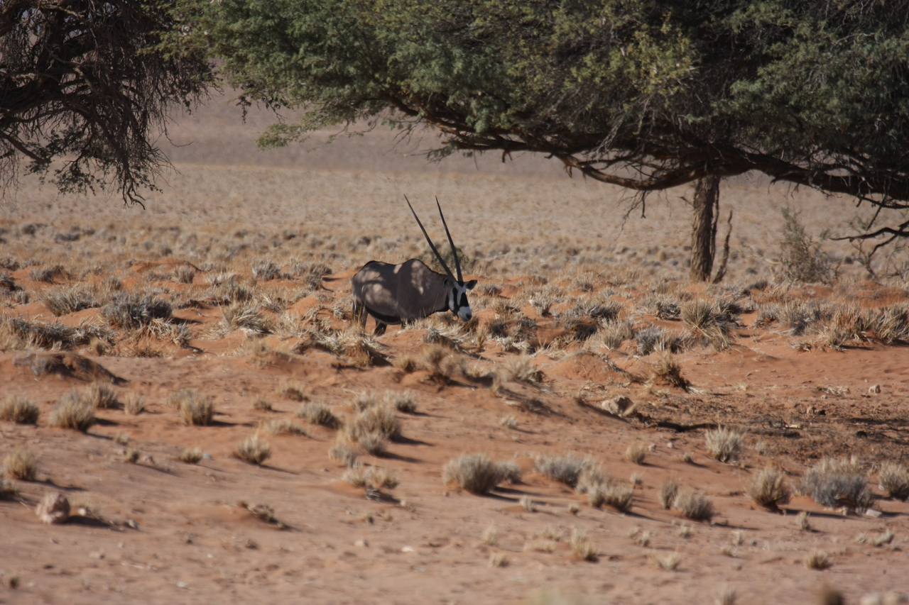 [15895] 2016_06_25_09_36_53_Africa_Canon_EOS_40D_IMG__00157.jpg