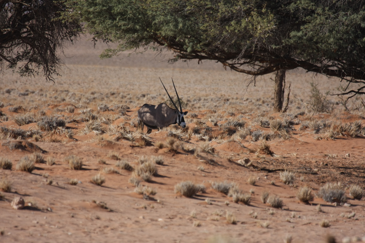 [15897] 2016_06_25_09_36_53_Africa_Canon_EOS_40D_IMG__02149.jpg