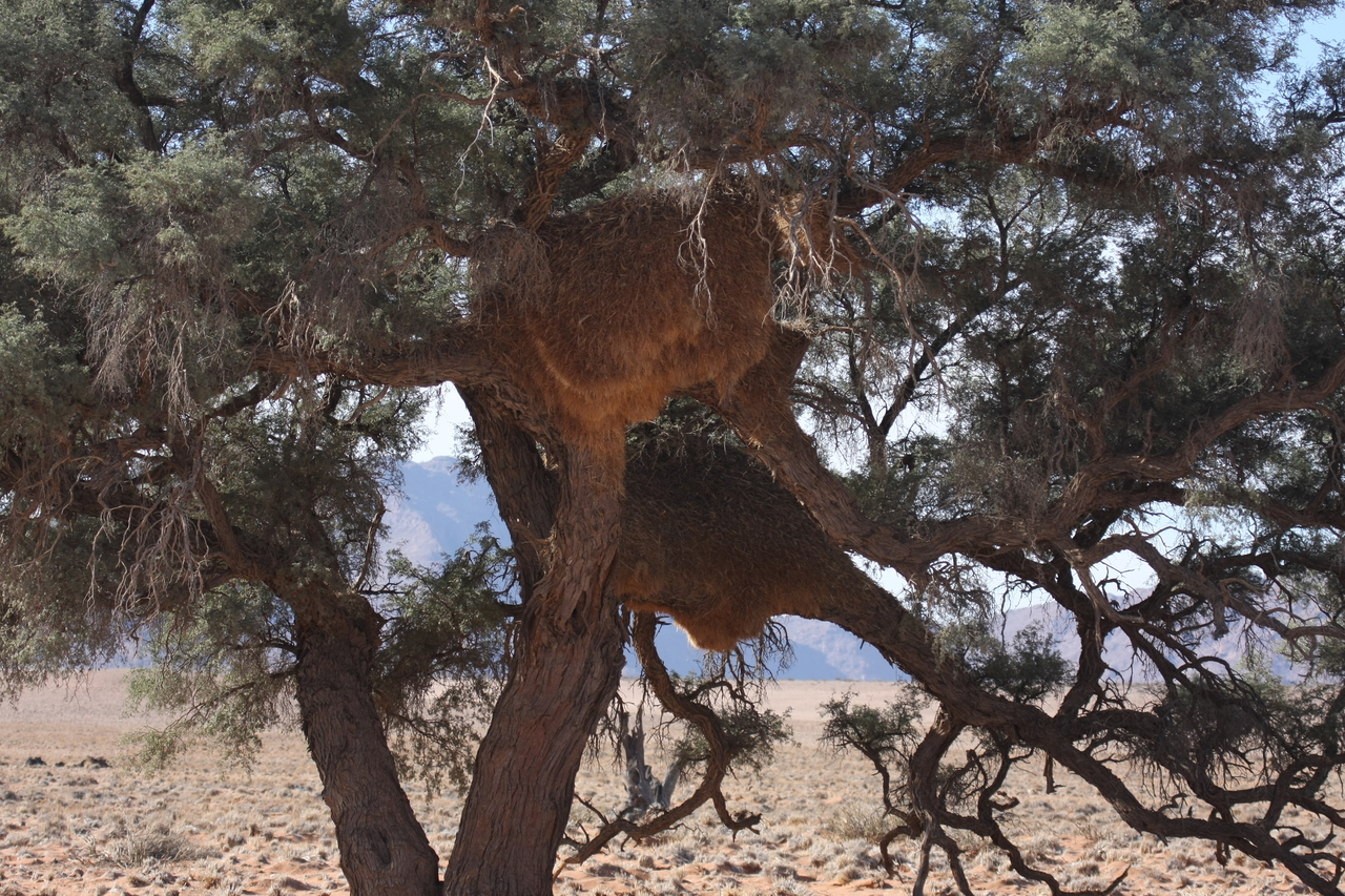 [15903] 2016_06_25_09_37_23_Africa_Canon_EOS_40D_IMG__00160.jpg