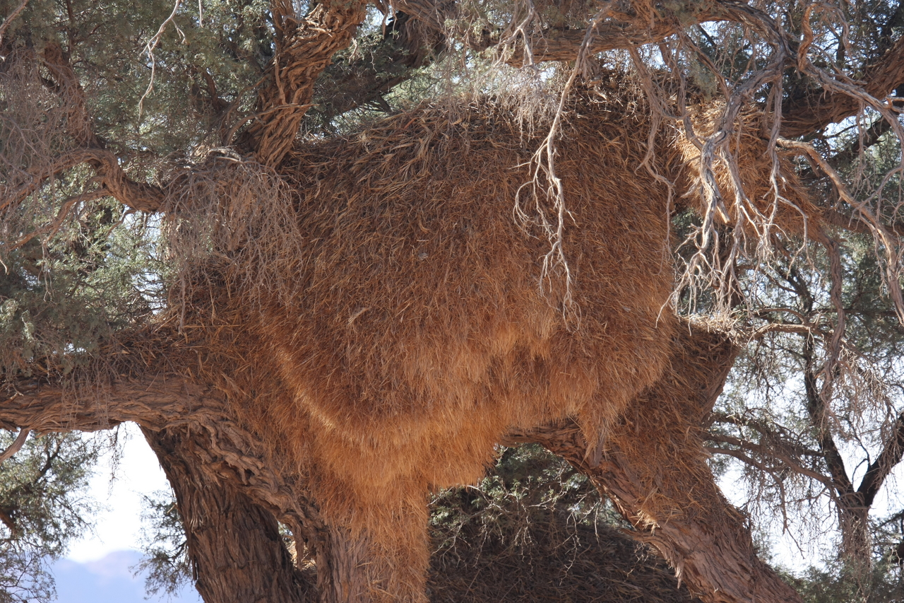 [15909] 2016_06_25_09_37_37_Africa_Canon_EOS_40D_IMG__00162.jpg