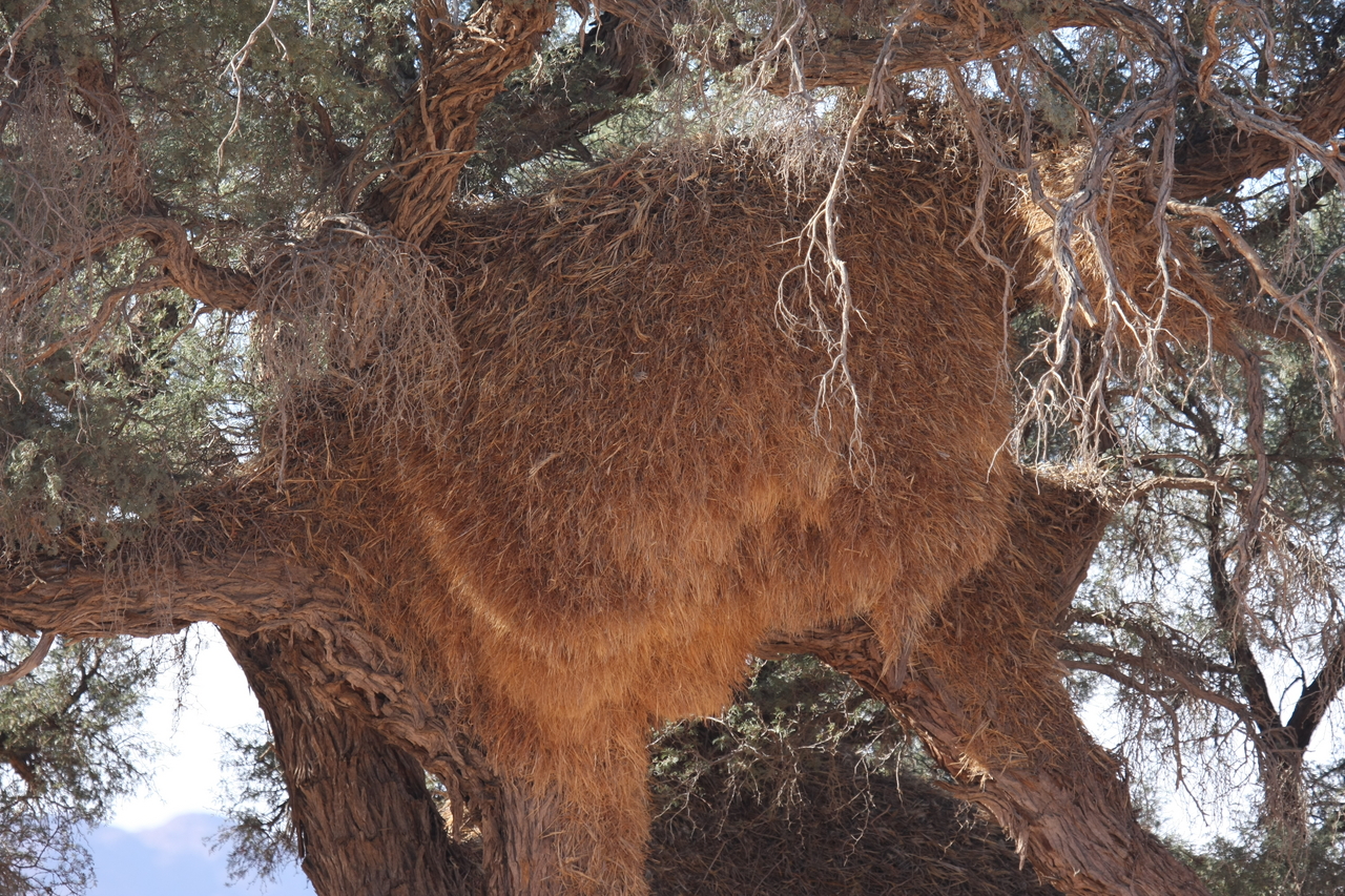 [15917] 2016_06_25_09_37_38_Africa_Canon_EOS_40D_IMG__00164.jpg