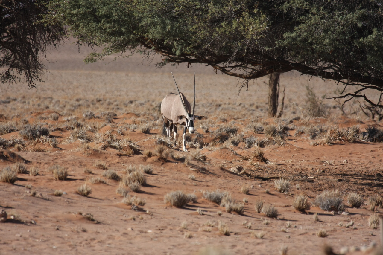 [15924] 2016_06_25_09_38_13_Africa_Canon_EOS_40D_IMG__02159.jpg