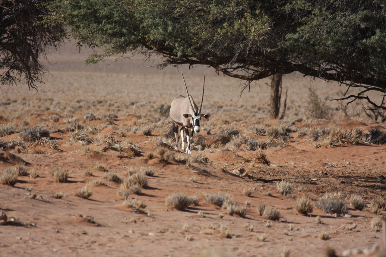 [15930] 2016_06_25_09_38_14_Africa_Canon_EOS_40D_IMG__02161.jpg