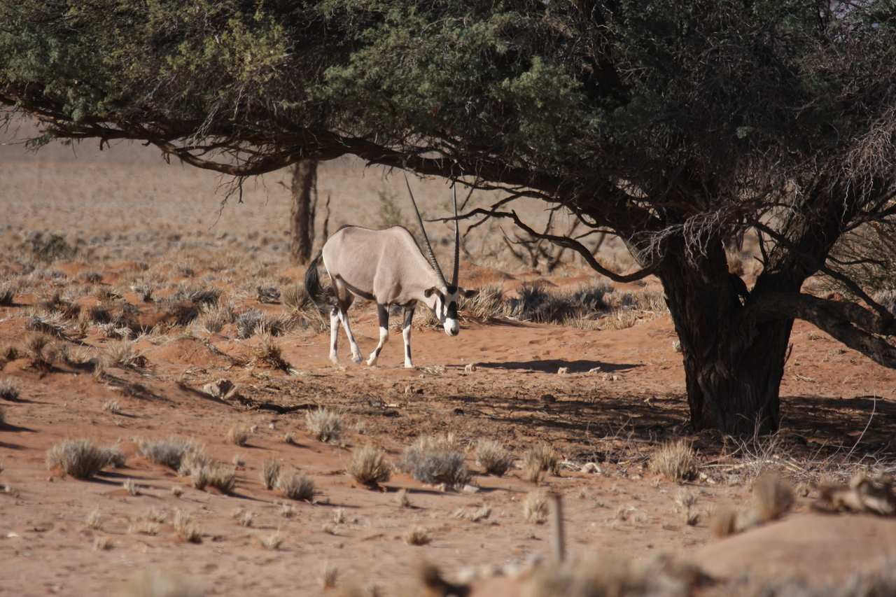 [15937] 2016_06_25_09_38_25_Africa_Canon_EOS_40D_IMG__09611.jpg