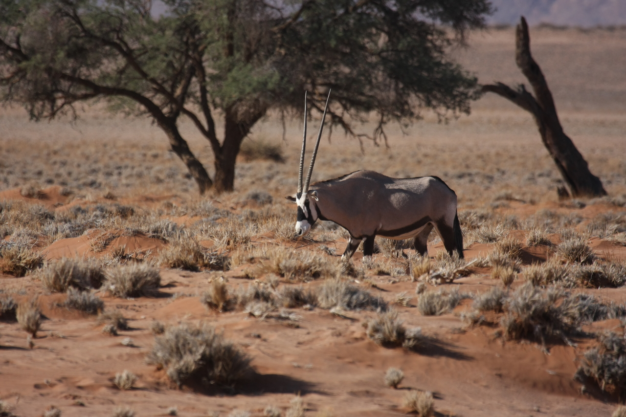 [15949] 2016_06_25_09_39_51_Africa_Canon_EOS_40D_IMG__02168.jpg