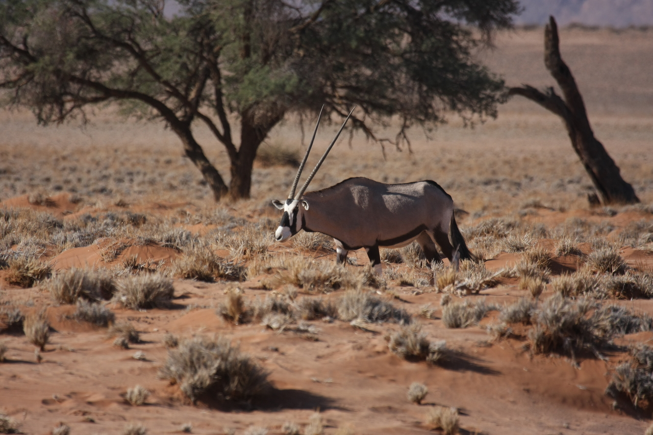 [15950] 2016_06_25_09_39_51_Africa_Canon_EOS_40D_IMG__02169.jpg