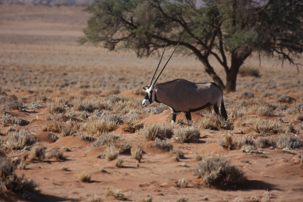 [15953] 2016_06_25_09_39_54_Africa_Canon_EOS_40D_IMG__00177.jpg