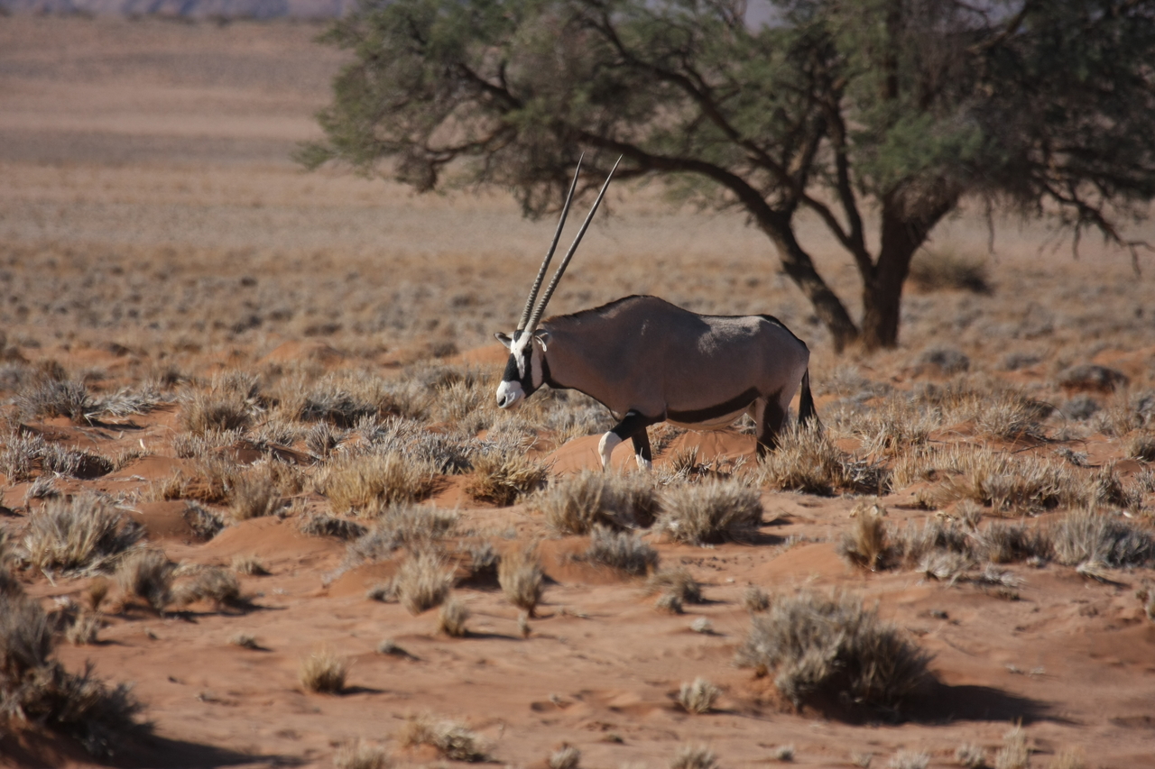 [15958] 2016_06_25_09_39_54_Africa_Canon_EOS_40D_IMG__09618.jpg