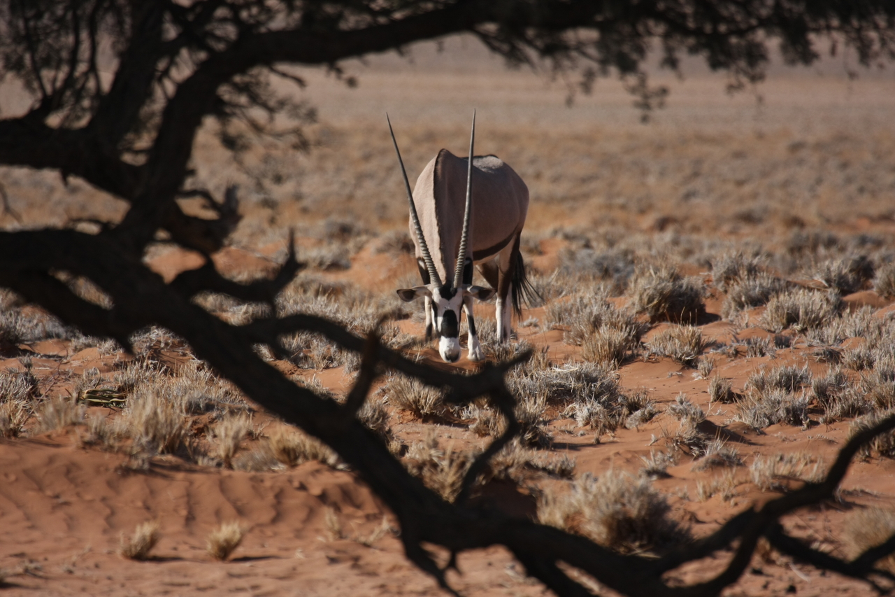 [15963] 2016_06_25_09_40_23_Africa_Canon_EOS_40D_IMG__09619.jpg