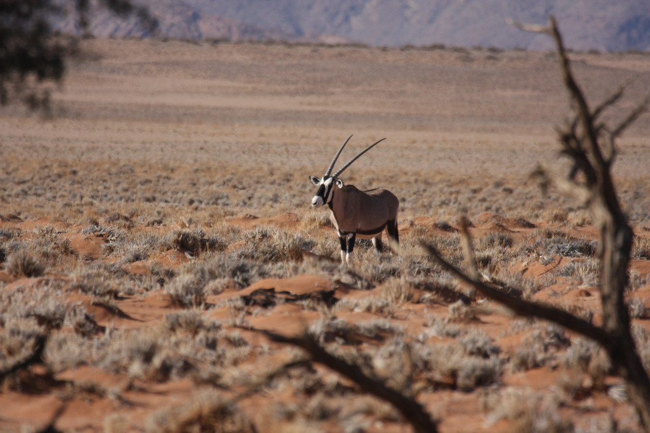 [15983] 2016_06_25_09_41_47_Africa_Canon_EOS_40D_IMG__00185.jpg
