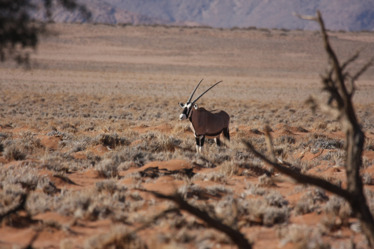 [15988] 2016_06_25_09_41_47_Africa_Canon_EOS_40D_IMG__09626.jpg