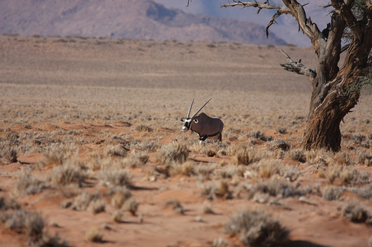 [15989] 2016_06_25_09_42_01_Africa_Canon_EOS_40D_IMG__00187.jpg