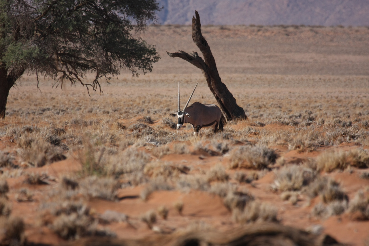 [16000] 2016_06_25_09_42_18_Africa_Canon_EOS_40D_IMG__00193.jpg