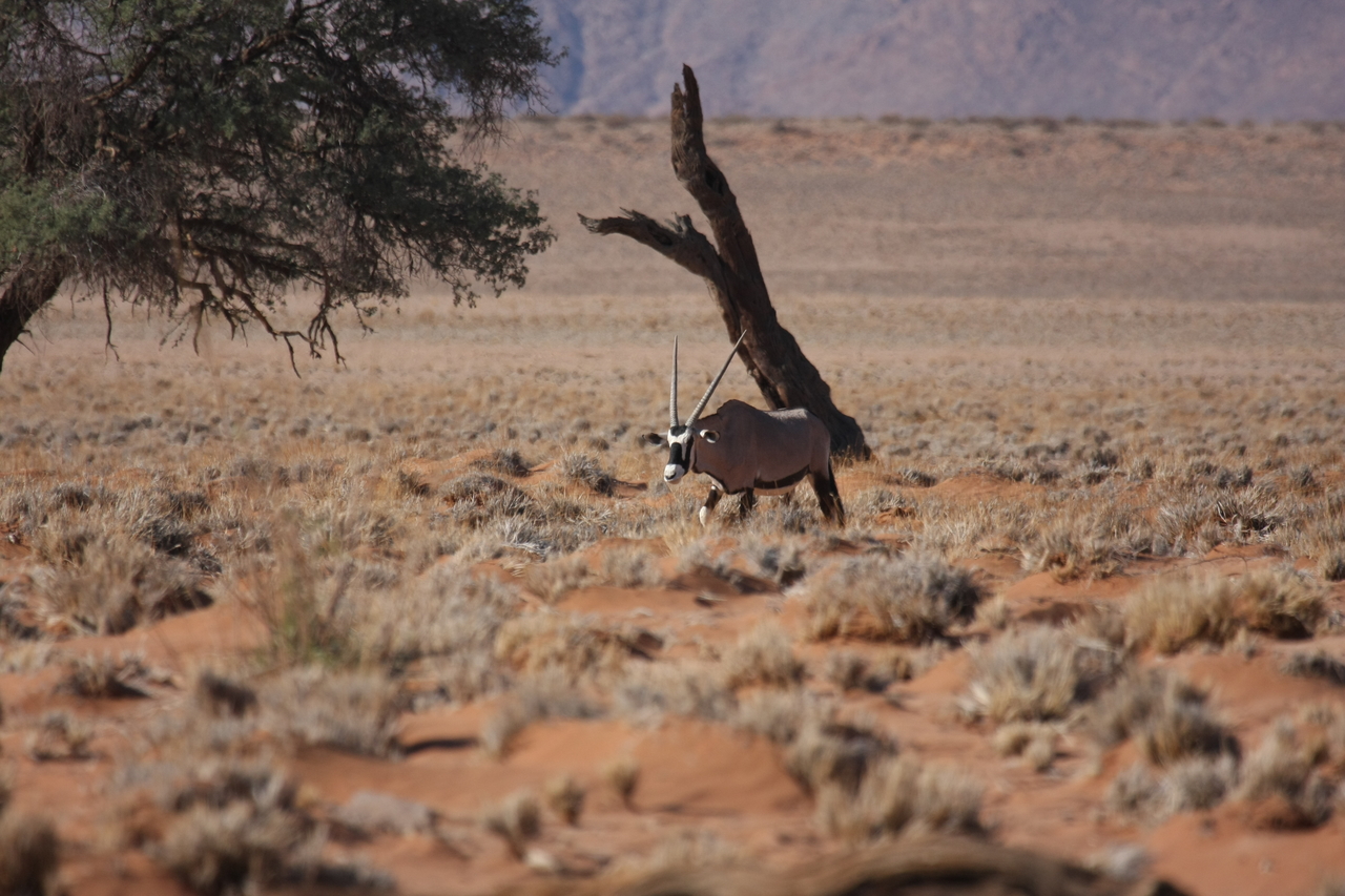 [16004] 2016_06_25_09_42_18_Africa_Canon_EOS_40D_IMG__09630.jpg