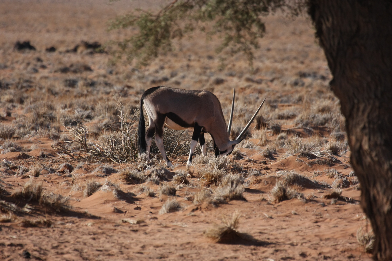 [16052] 2016_06_25_09_55_00_Africa_Canon_EOS_40D_IMG__00195.jpg