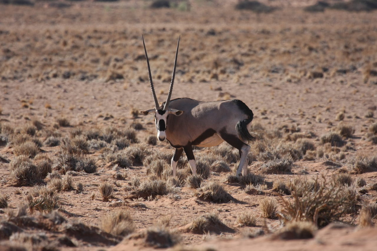 [16062] 2016_06_25_09_55_44_Africa_Canon_EOS_40D_IMG__02191.jpg