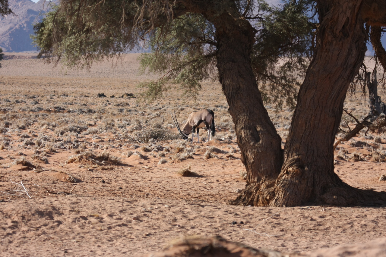 [16071] 2016_06_25_09_56_35_Africa_Canon_EOS_40D_IMG__00200.jpg