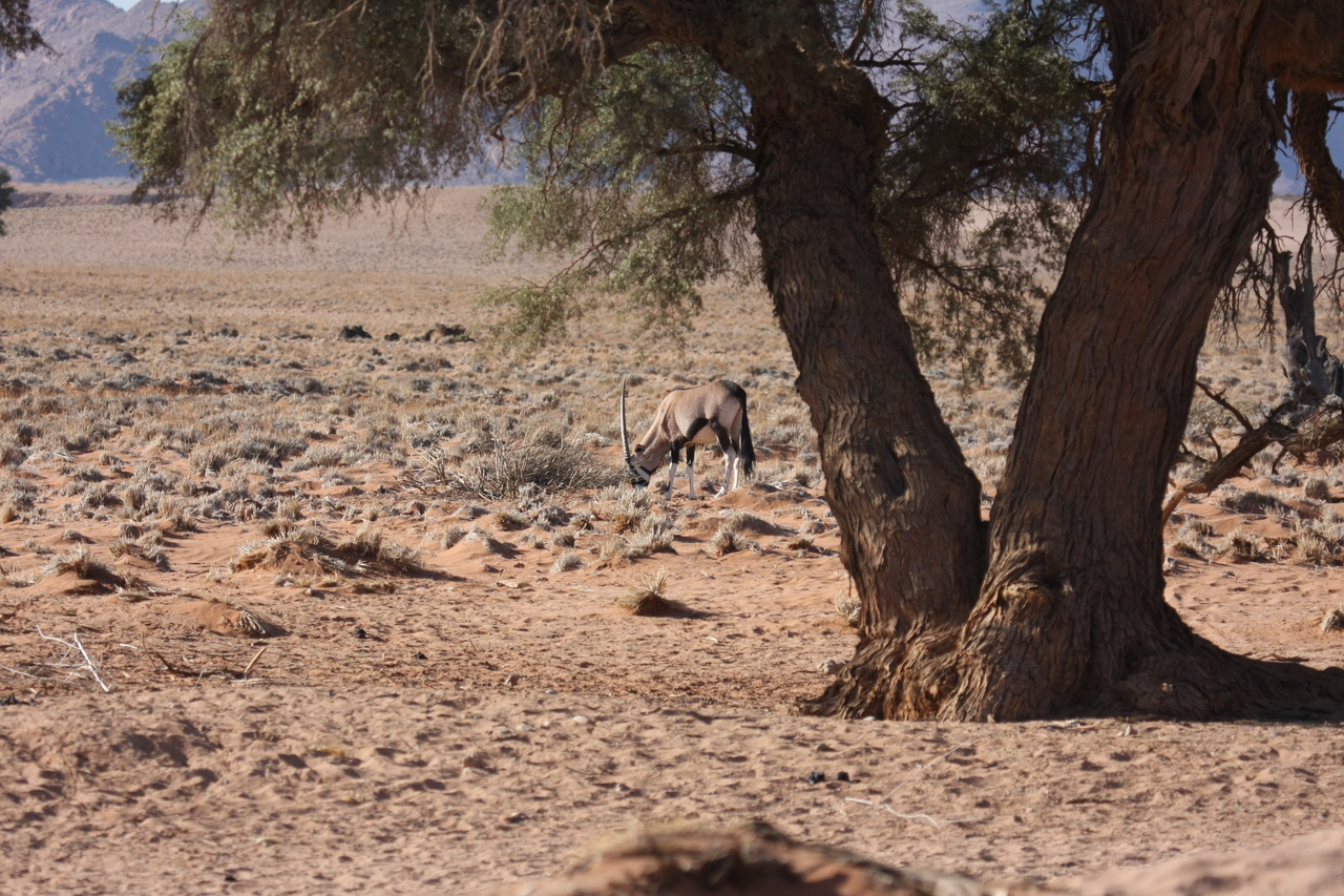 [16072] 2016_06_25_09_56_35_Africa_Canon_EOS_40D_IMG__02192.jpg