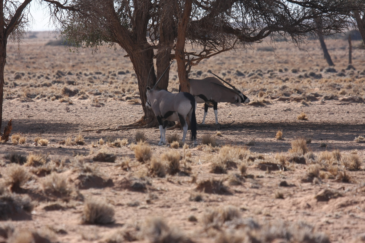 [16079] 2016_06_25_09_57_28_Africa_Canon_EOS_40D_IMG__00203.jpg