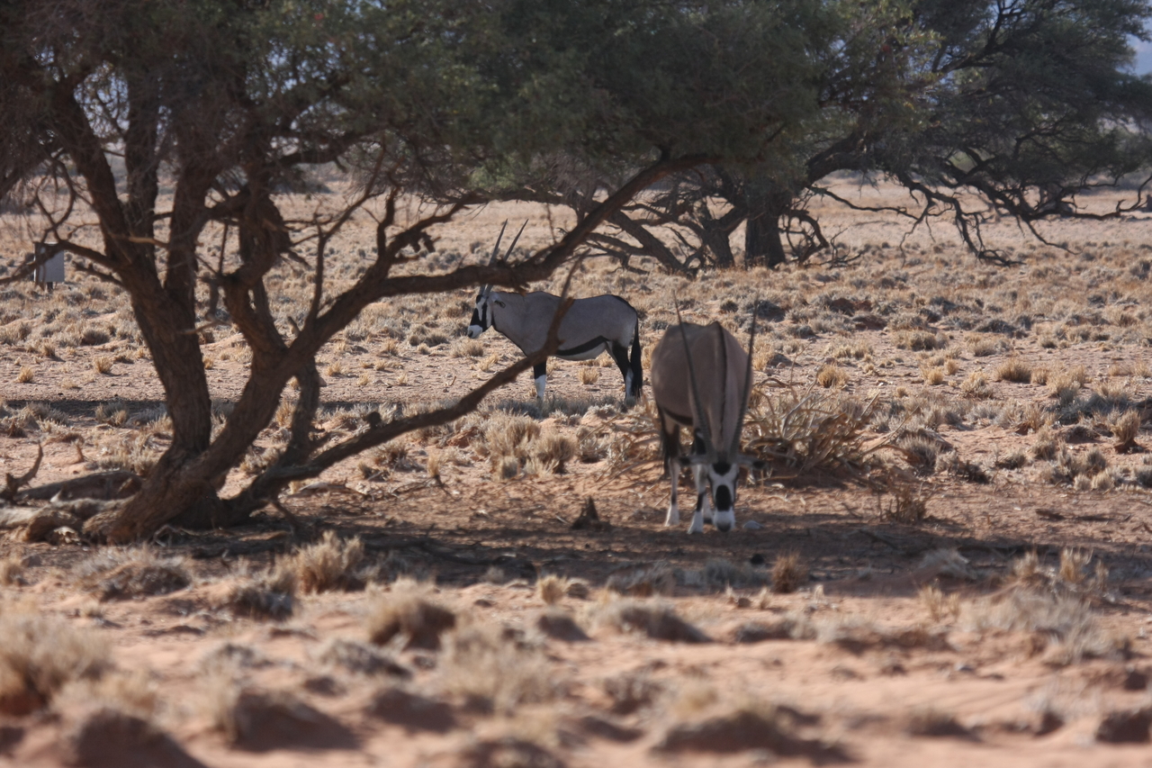 [16082] 2016_06_25_09_57_37_Africa_Canon_EOS_40D_IMG__00204.jpg