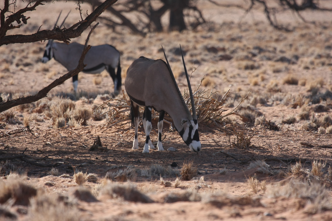 [16089] 2016_06_25_09_57_48_Africa_Canon_EOS_40D_IMG__09645.jpg