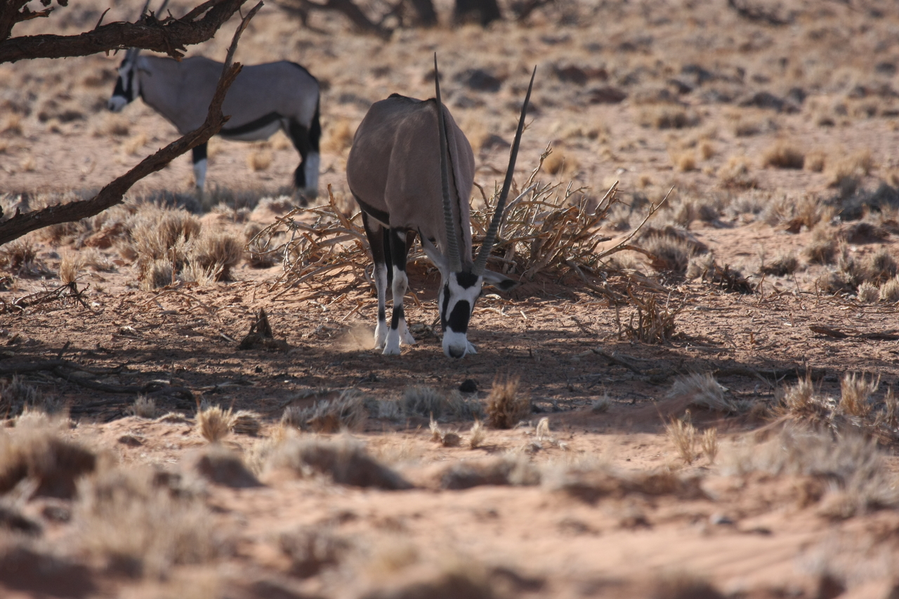 [16091] 2016_06_25_09_57_54_Africa_Canon_EOS_40D_IMG__00207.jpg