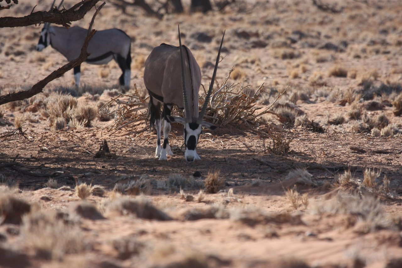 [16092] 2016_06_25_09_57_54_Africa_Canon_EOS_40D_IMG__00208.jpg