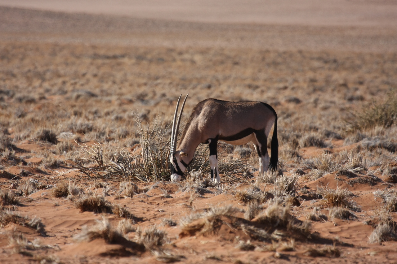 [16102] 2016_06_25_09_58_14_Africa_Canon_EOS_40D_IMG__09650.jpg