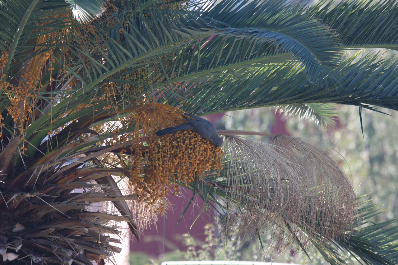 [16468] 2016_06_26_10_56_00_Africa_Canon_EOS_40D_IMG__02287.jpg