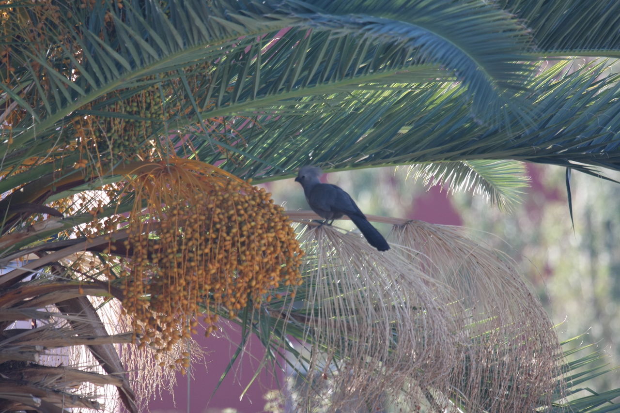 [16477] 2016_06_26_10_56_39_Africa_Canon_EOS_40D_IMG__09737.jpg