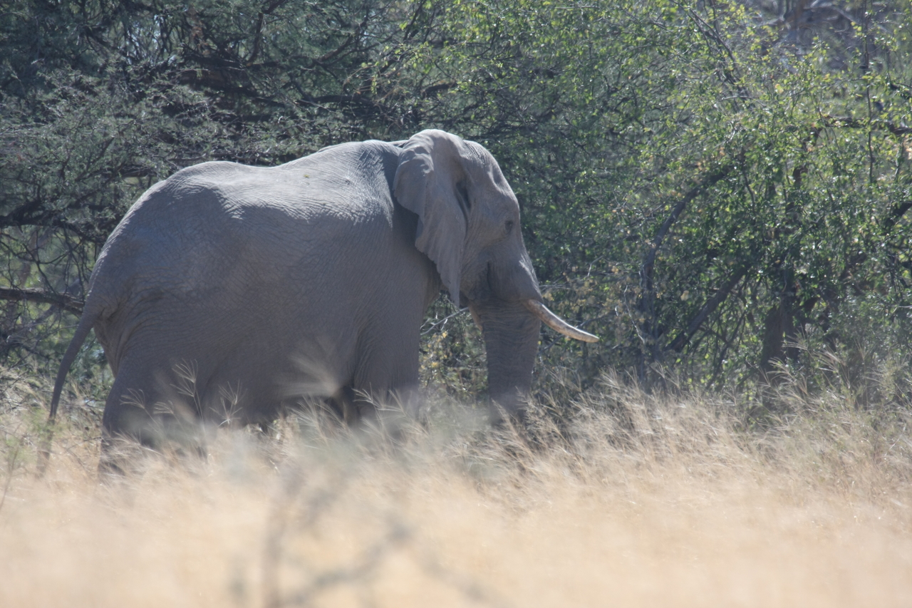 [16751] 2016_06_27_06_18_19_Africa_Canon_EOS_40D_IMG__09761.jpg