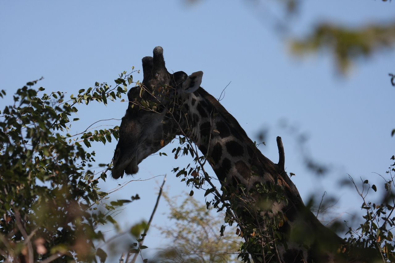 [16769] 2016_06_27_07_40_33_Africa_Canon_EOS_40D_IMG__00068.jpg