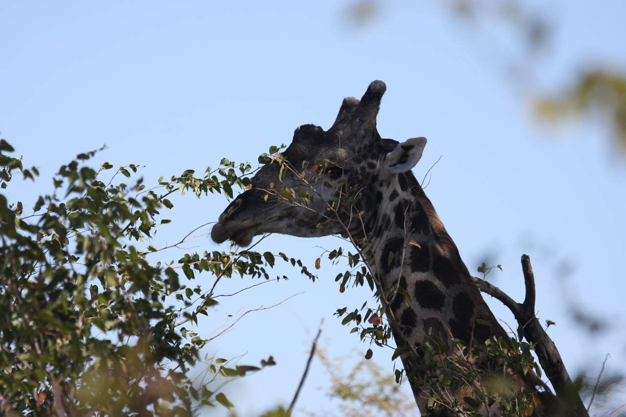 [16774] 2016_06_27_07_40_52_Africa_Canon_EOS_40D_IMG__09816.jpg