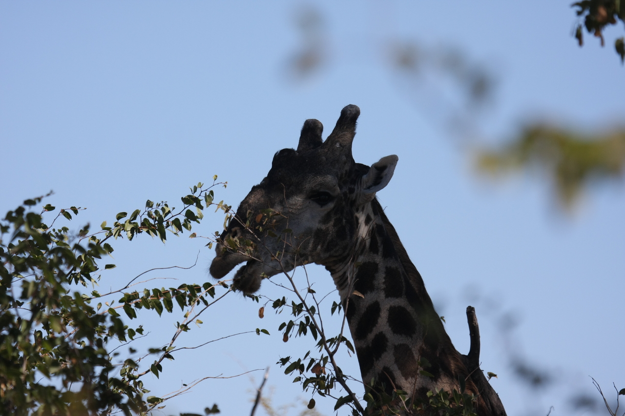 [16778] 2016_06_27_07_40_56_Africa_Canon_EOS_40D_IMG__02293.jpg