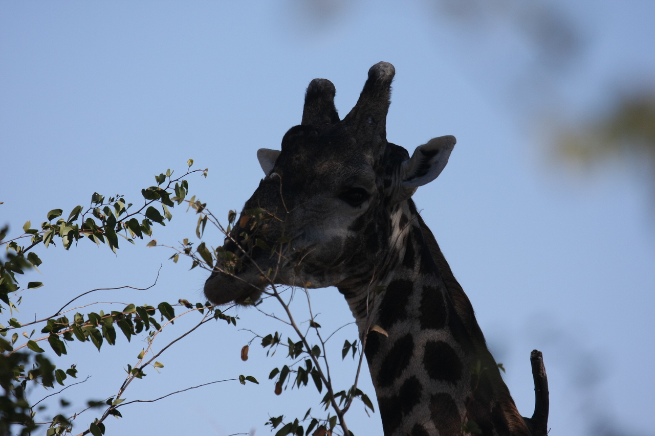 [16792] 2016_06_27_07_41_05_Africa_Canon_EOS_40D_IMG__02298.jpg