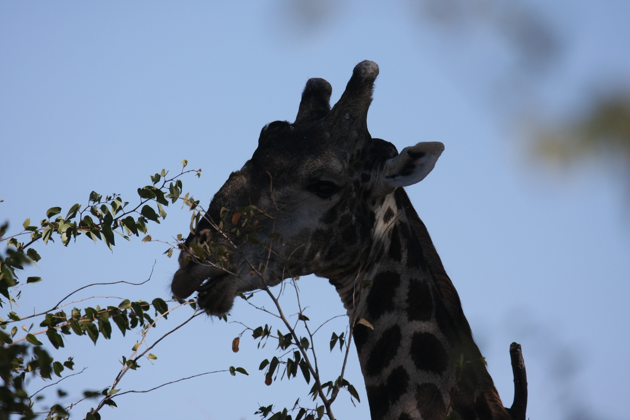 [16798] 2016_06_27_07_41_06_Africa_Canon_EOS_40D_IMG__09746.jpg