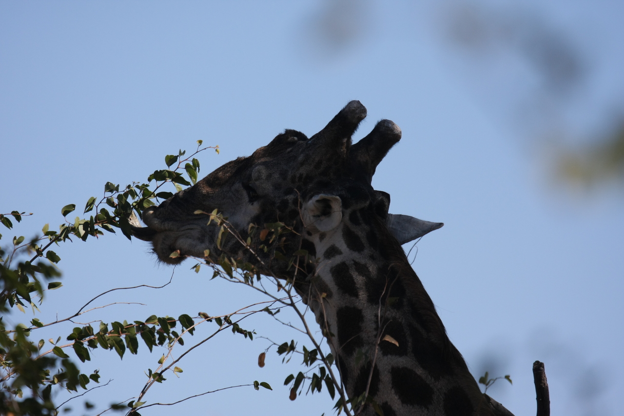 [16802] 2016_06_27_07_41_08_Africa_Canon_EOS_40D_IMG__02300.jpg
