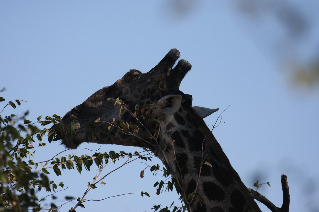 [16804] 2016_06_27_07_41_08_Africa_Canon_EOS_40D_IMG__02302.jpg