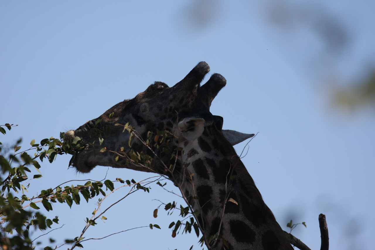 [16806] 2016_06_27_07_41_08_Africa_Canon_EOS_40D_IMG__09748.jpg