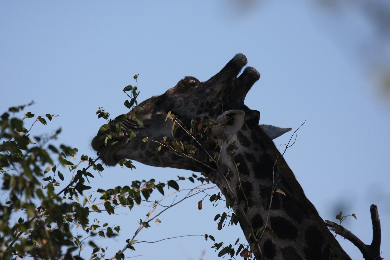 [16811] 2016_06_27_07_41_09_Africa_Canon_EOS_40D_IMG__02305.jpg