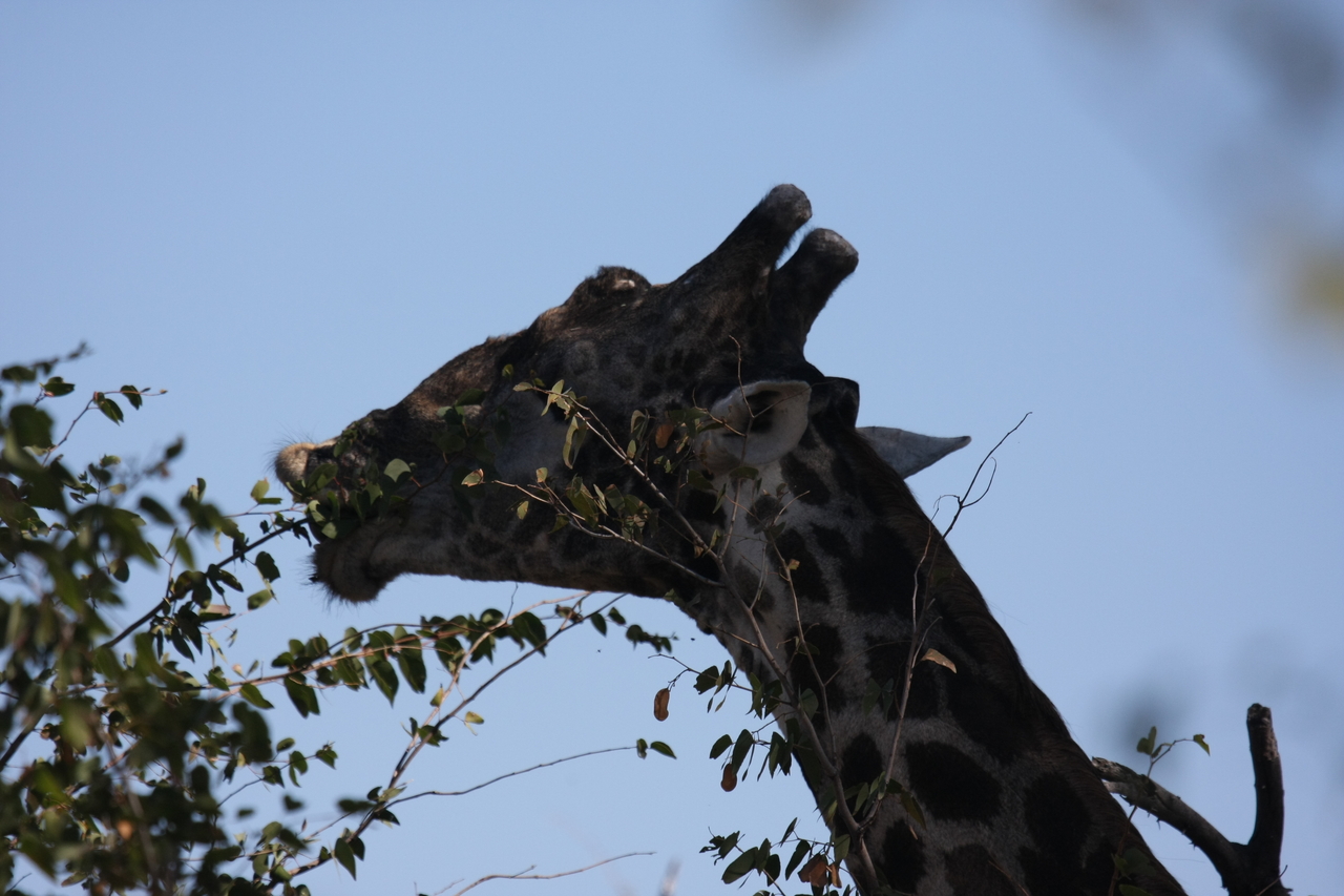 [16812] 2016_06_27_07_41_09_Africa_Canon_EOS_40D_IMG__09751.jpg