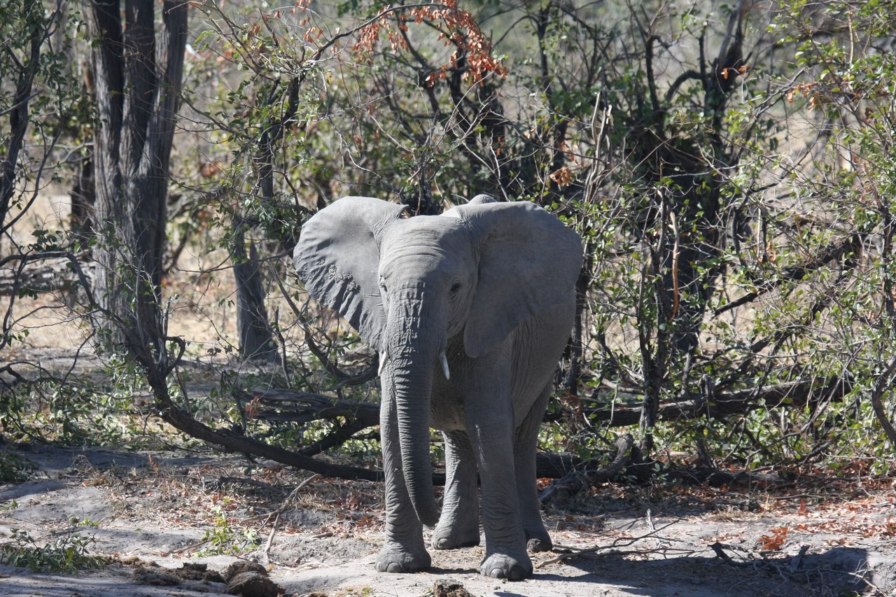 [16823] 2016_06_27_07_51_42_Africa_Canon_EOS_40D_IMG__02307.jpg