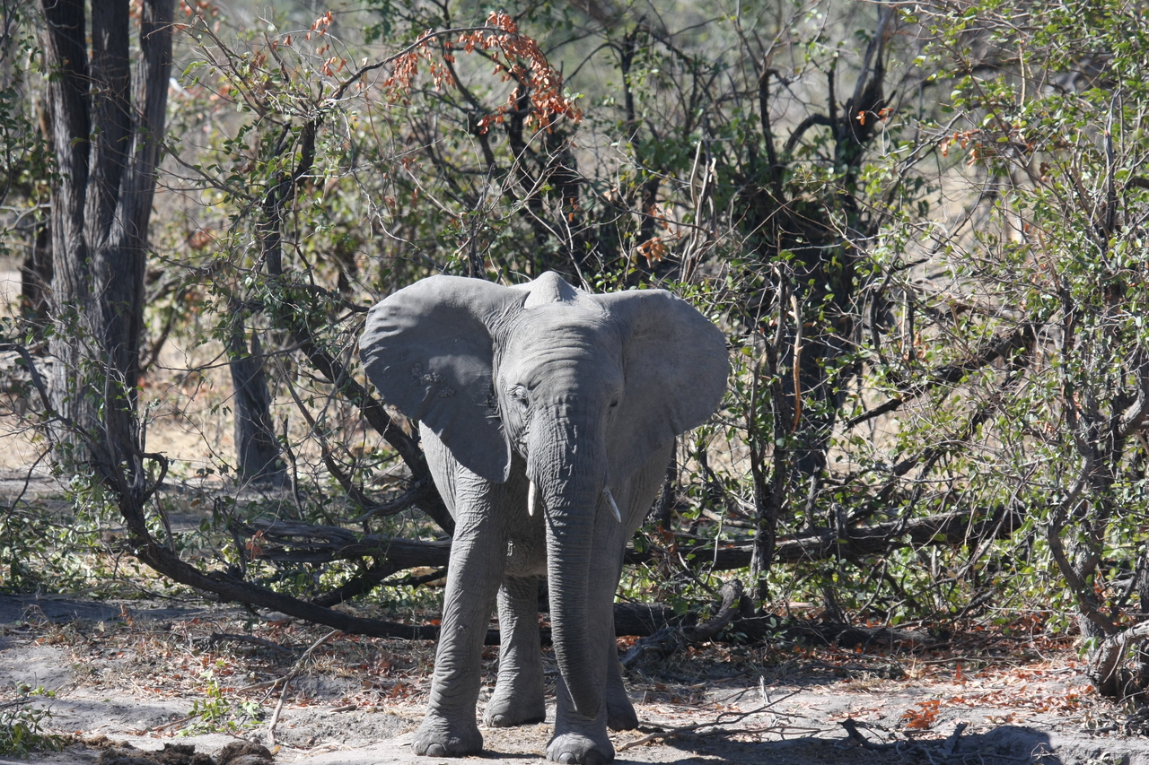 [16827] 2016_06_27_07_51_43_Africa_Canon_EOS_40D_IMG__02308.jpg
