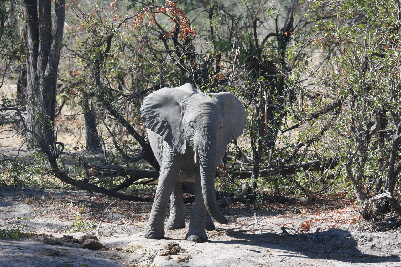 [16830] 2016_06_27_07_51_45_Africa_Canon_EOS_40D_IMG__02309.jpg