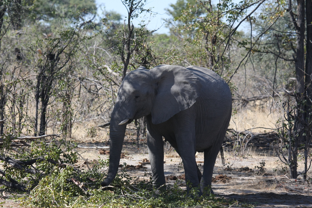 [16833] 2016_06_27_07_51_52_Africa_Canon_EOS_40D_IMG__02310.jpg